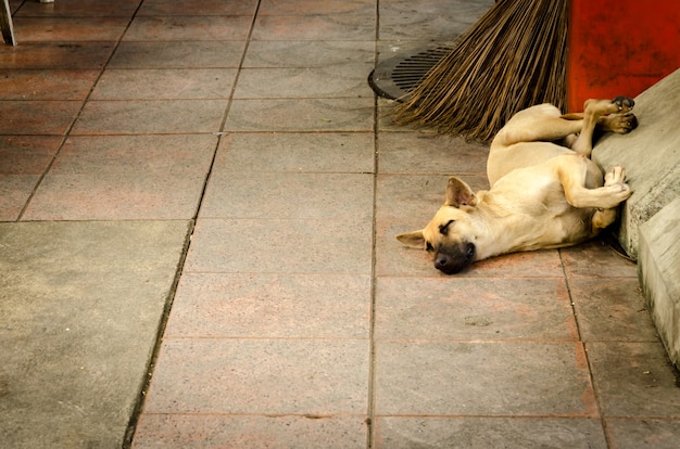 パスで眠っているタイの犬