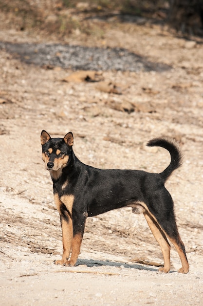 タイの犬。