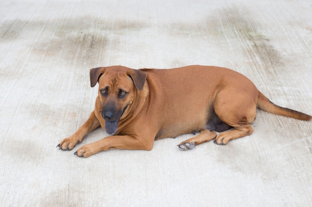 写真 タイの犬