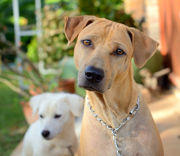 タイ犬