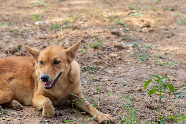 タイの犬は喜んで草の上に座っています。