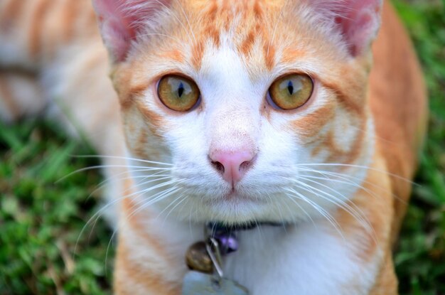 Thai domestic cats in garden at Phrae Thailand