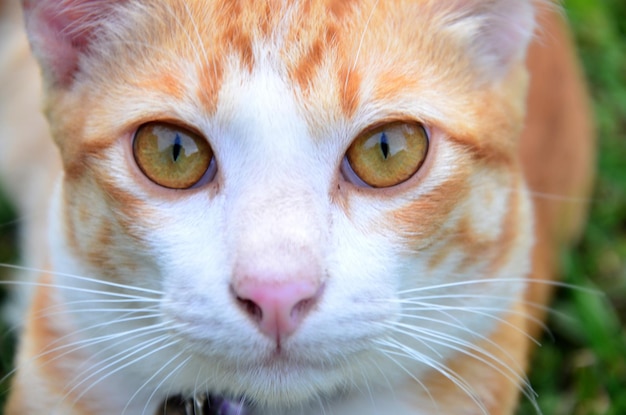 Thai domestic cats in garden at Phrae Thailand