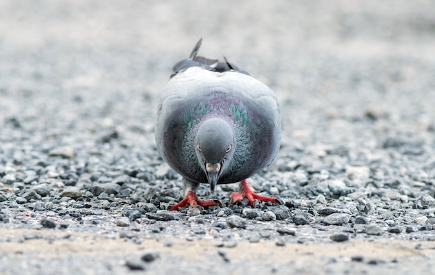 岩場で食べ物を探しているタイの鳩。