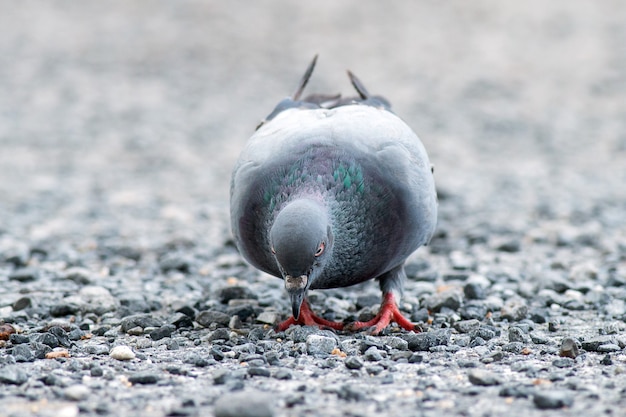 写真 岩だらけの地面で食べ物を探しているタイの鳩。