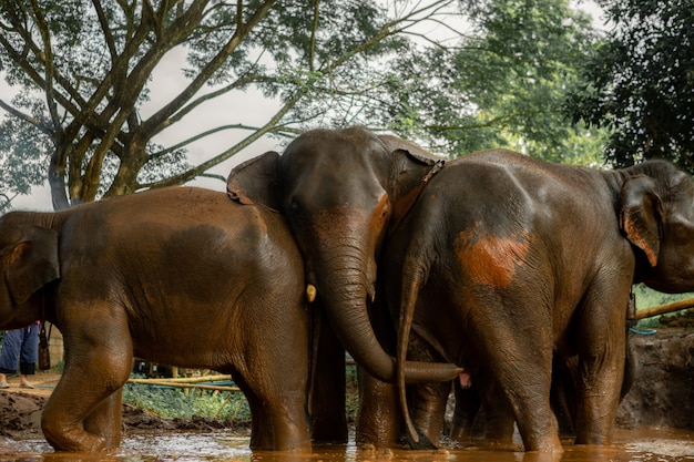 Thai elephant family