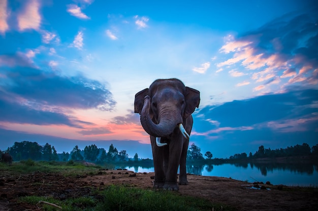 Photo thai elephant
