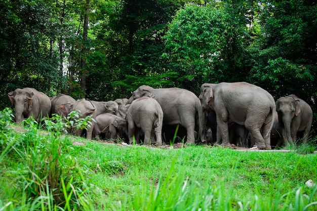 Тайские слоны животные в лесной природе в Кхао Яи