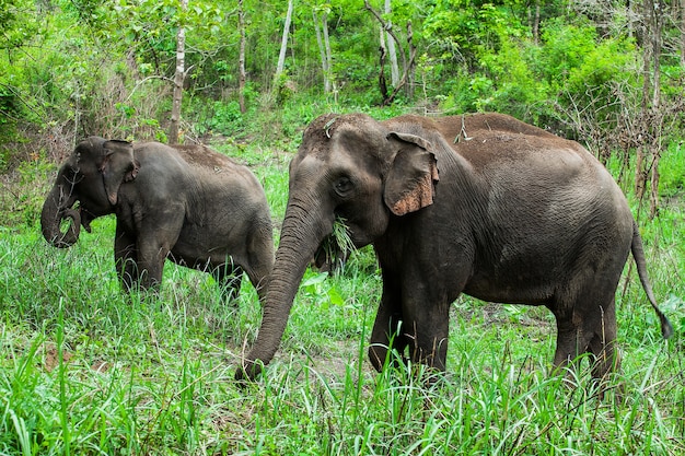 Photo thai elephants.
