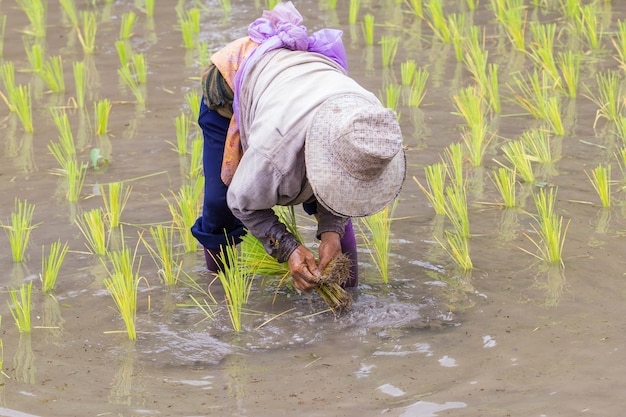 Thai farmer growing rice