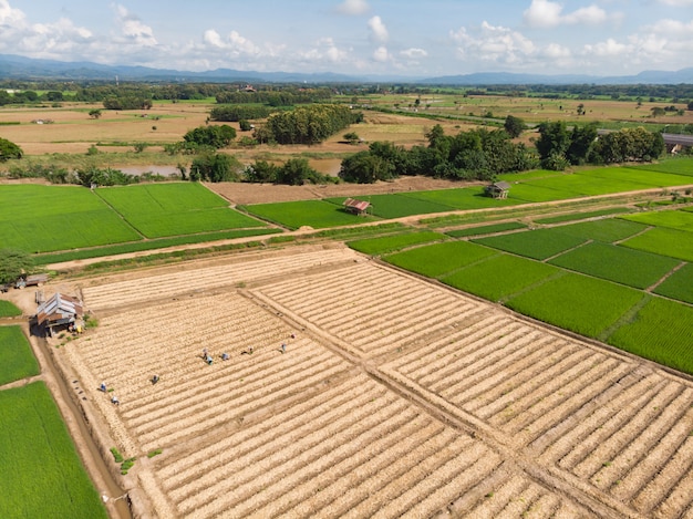 Thai farmer working at small plant or crop plantation