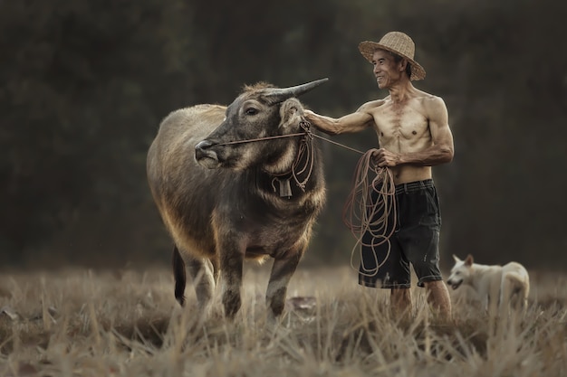 Thai farmers are standing with their buffalo while they are working in rice fields.