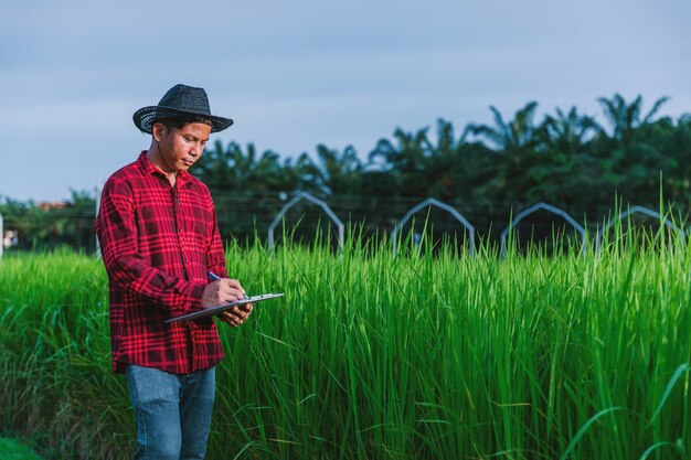 Agricoltori tailandesi che ispezionano le risaie nei campi