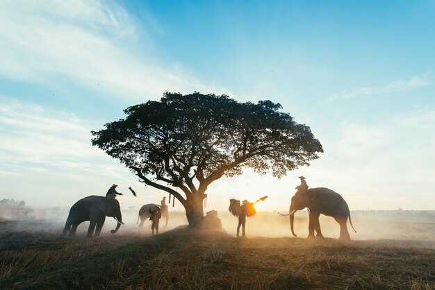 Agricoltori tailandesi che lavorano nelle risaie