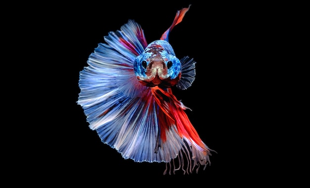 Thai Fighters Fish Long tail, blue, red Swimming looks daunting and aggressive.