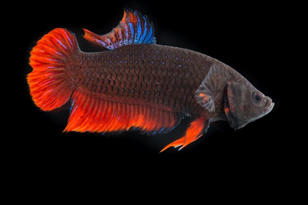 Thai fighting fish