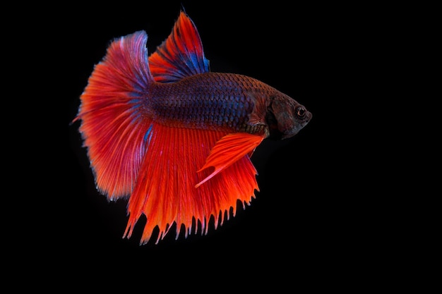 Thai fighting fish