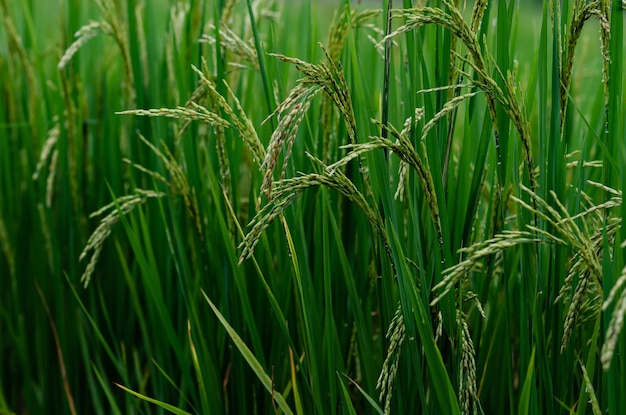 Thai jasmine rice seed from its tree with green leaves at rice\
field in the north of thailand