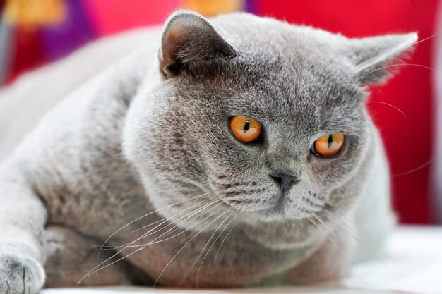 The Thai Korat Cat with the grey fur yellow eyes. It is the winner of tournament beautiful cat competition.