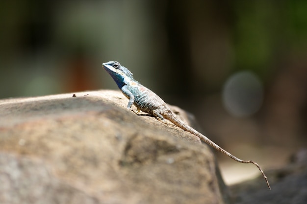 Thai lizard hang on stone