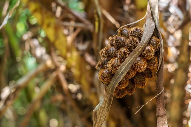 Thai lychee from tree on blurred nature