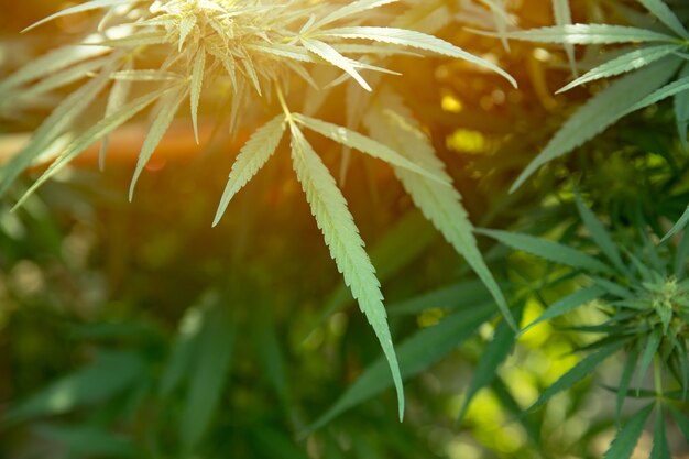 タイのマリファナの葉、大麻または麻の違法植物アジアのタイ種の農業農場。