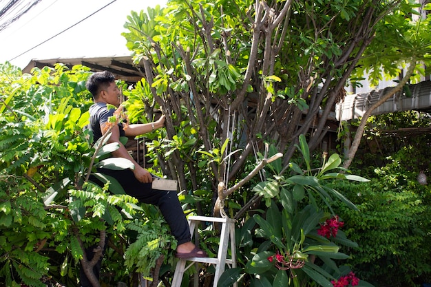 Thai men people gardening and cutting pruning branch Plumeria tree in garden at front of home in countryside at Nonthaburi Thailand