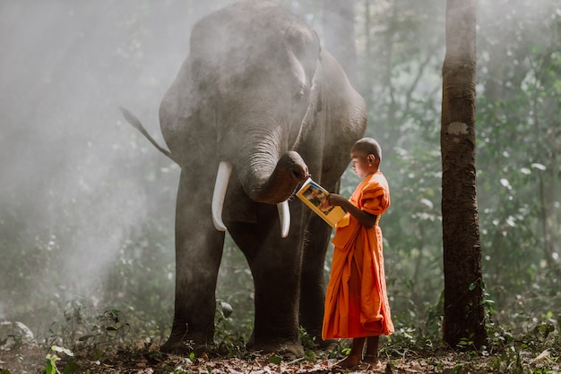 Thai monks studying in the jungle with elephants