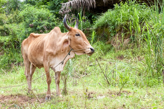 Thai mother cow and calf stay on the field