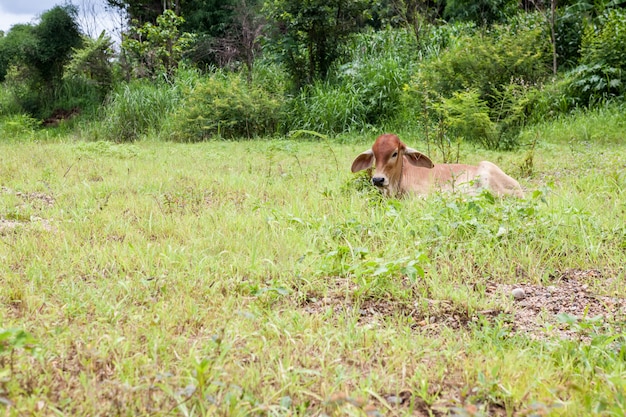 Thai mother cow and calf stay on the field