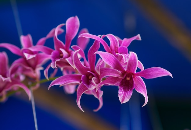 Thai orchid close up in Garden.