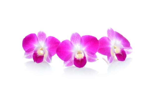 Thai Orchid flower on white wall