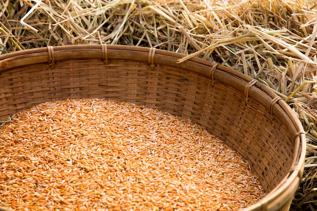 Thai organic red jasmine rice in weave basket on dry straw background