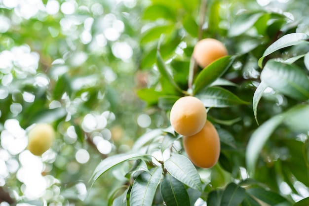 Thai Plango fruit or Boueaburmanica Griff Tropical fruit calling Ma Yong Chid in natural orchard garden field