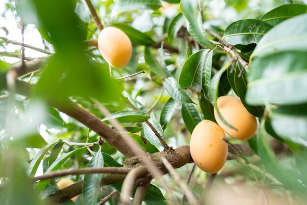 Thai Plango fruit or Boueaburmanica Griff Tropical fruit calling Ma Yong Chid in natural orchard garden field