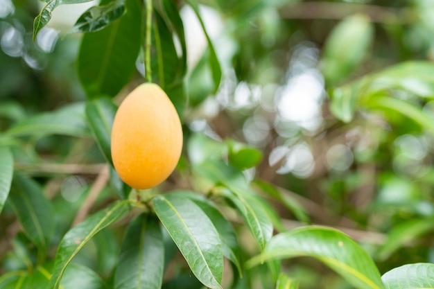 Thai Plango fruit or Boueaburmanica Griff Tropical fruit calling Ma Yong Chid in natural orchard garden field