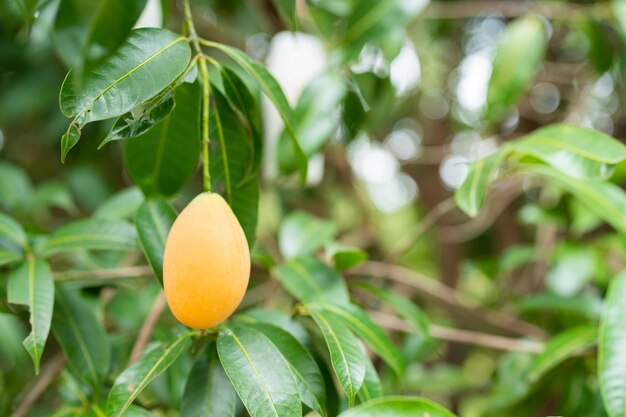 Thai Plango fruit or Boueaburmanica Griff Tropical fruit calling Ma Yong Chid in natural orchard garden field