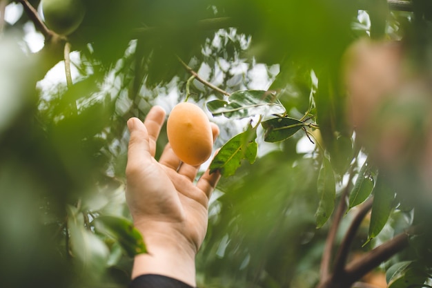 Thai Plango fruit or Boueaburmanica Griff Tropical fruit calling Ma Yong Chid in orchard