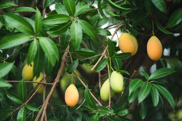 Photo thai plango fruit marian plum or boueaburmanica griff tropical fruit calling ma yong chid in natural orchard garden field organic natural product