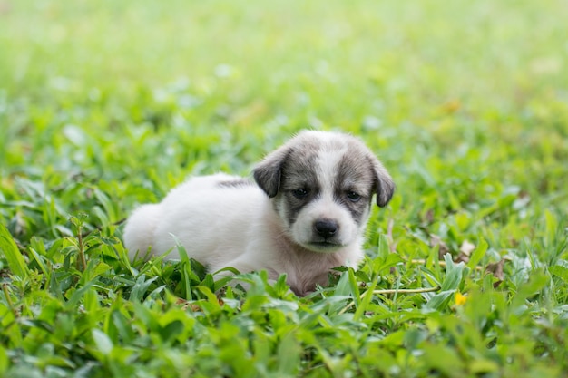 草の上に座っているタイの子犬