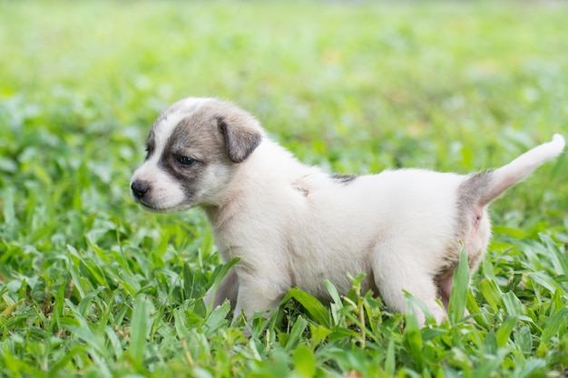 草の上に座っているタイの子犬