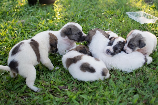 Thai puppy sleeping on the green grass