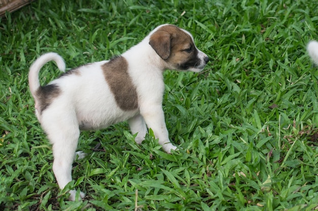 芝生の上に立つタイの子犬