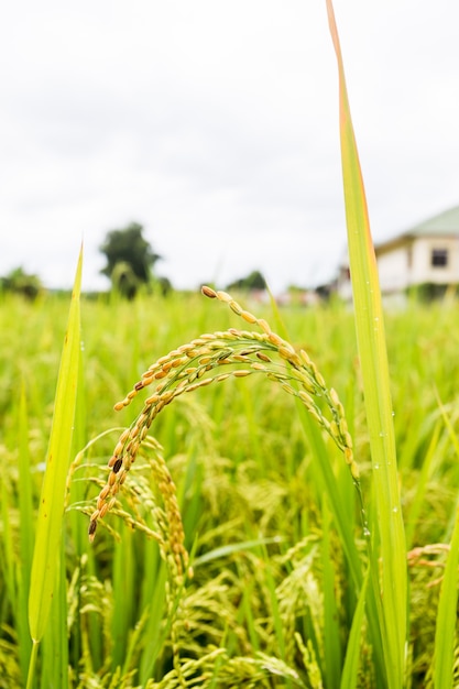 태국 쌀 농장