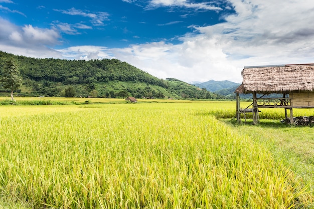 タイの米農場