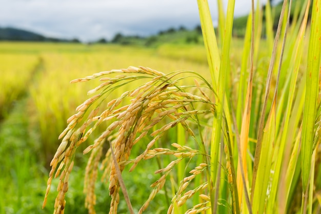 Photo thai rice