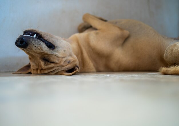 Thai ridgeback dog rests happily in the house.