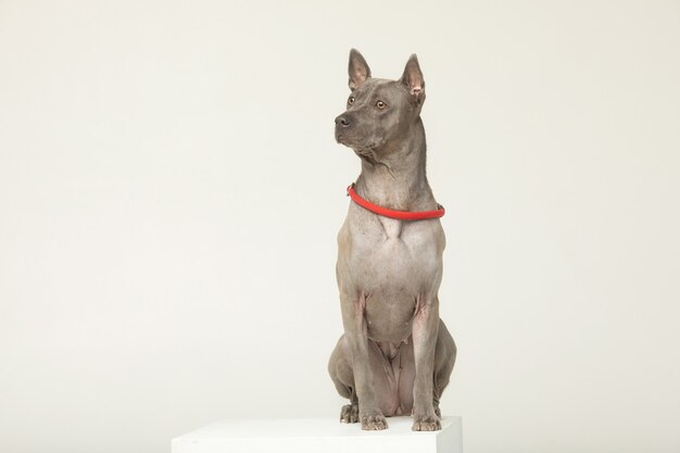 Thai Ridgeback dog stand in front of grey wall