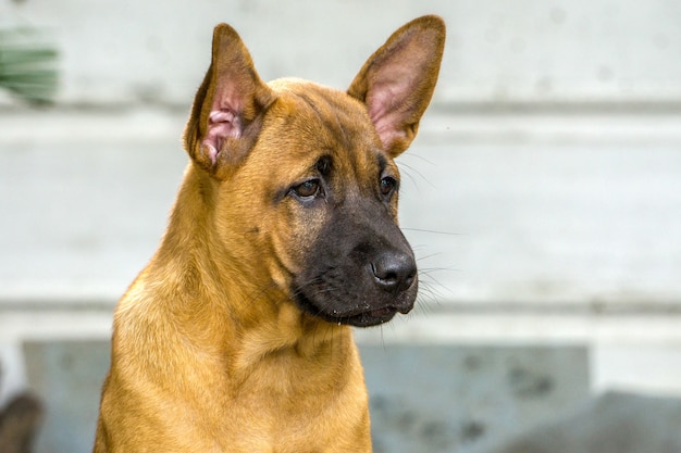 Thai Ridgeback Dog 