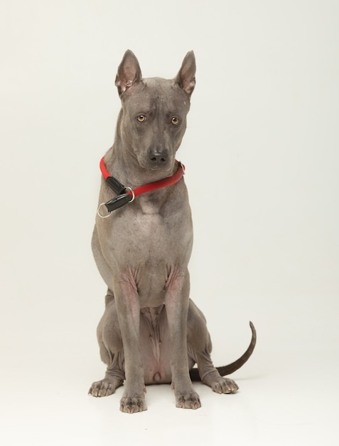 Thai Ridgeback hondenhok voor grijze muur